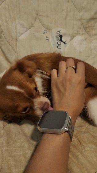 ชิวาว่า รูปที่ 3