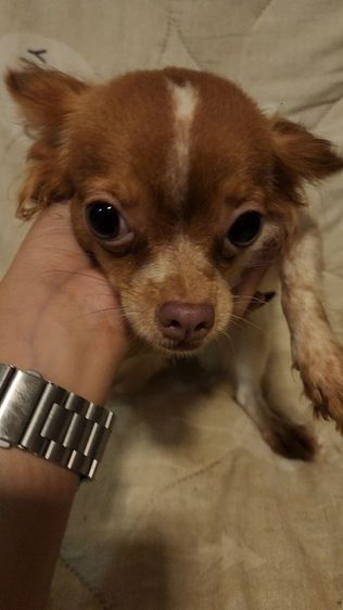 ชิวาว่า รูปที่ 3