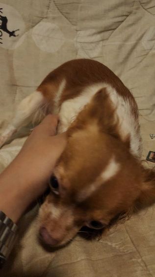 ชิวาวา (Chihuahua) เล็ก ชิวาว่า
