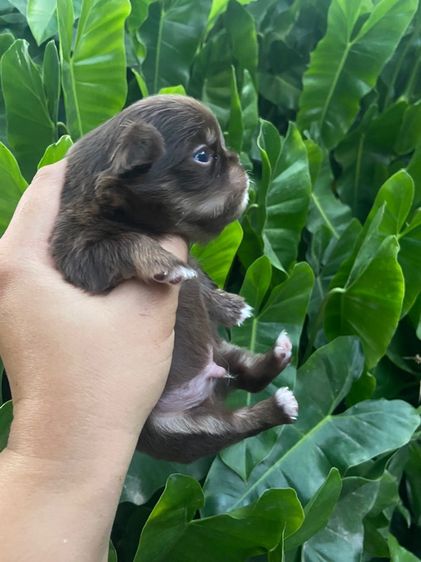 ชิวาว่า เปิดจอง รูปที่ 2