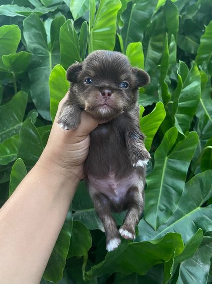 ชิวาว่า เปิดจอง