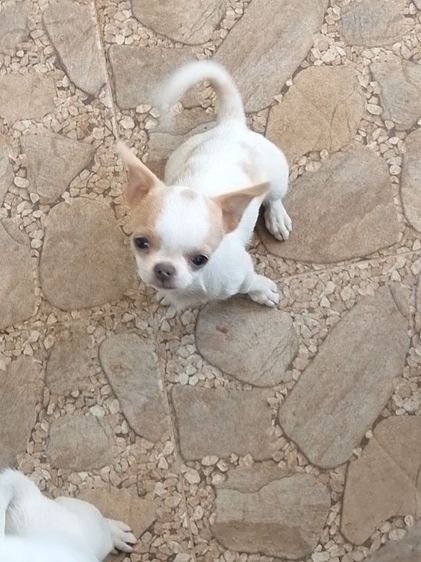 ชิวาวาเพศผู้ รูปที่ 4