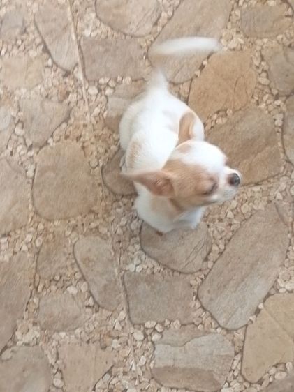 ชิวาวาเพศผู้