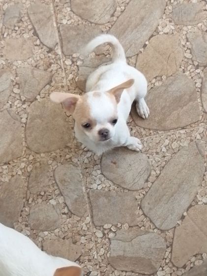 ชิวาวาเพศผู้ รูปที่ 3