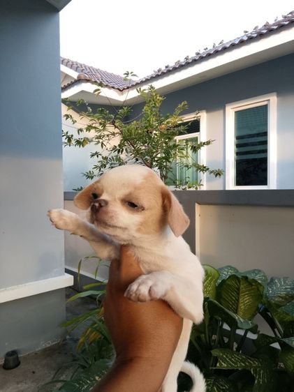 ชิวาวาเพศผู้ รูปที่ 5