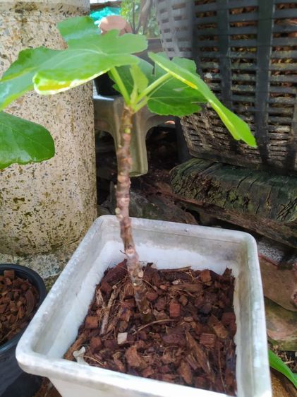 มะเดื่อฝรั่ง (ลูกฟิกซ์) รูปที่ 3