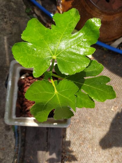 มะเดื่อฝรั่ง (ลูกฟิกซ์)