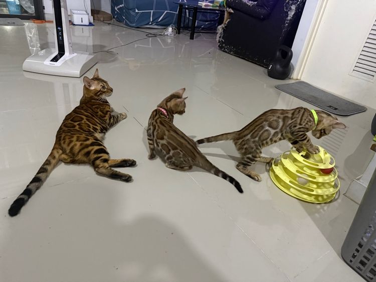 เบงกอลสายพันธุ์แท้ เลือด100 ลายชัดสีไม่ตก  รูปที่ 9