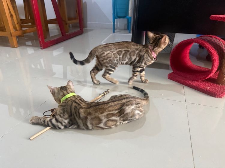 เบงกอลสายพันธุ์แท้ เลือด100 ลายชัดสีไม่ตก  รูปที่ 8