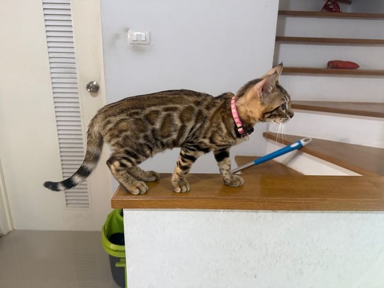 เบงกอลสายพันธุ์แท้ เลือด100 ลายชัดสีไม่ตก  รูปที่ 2