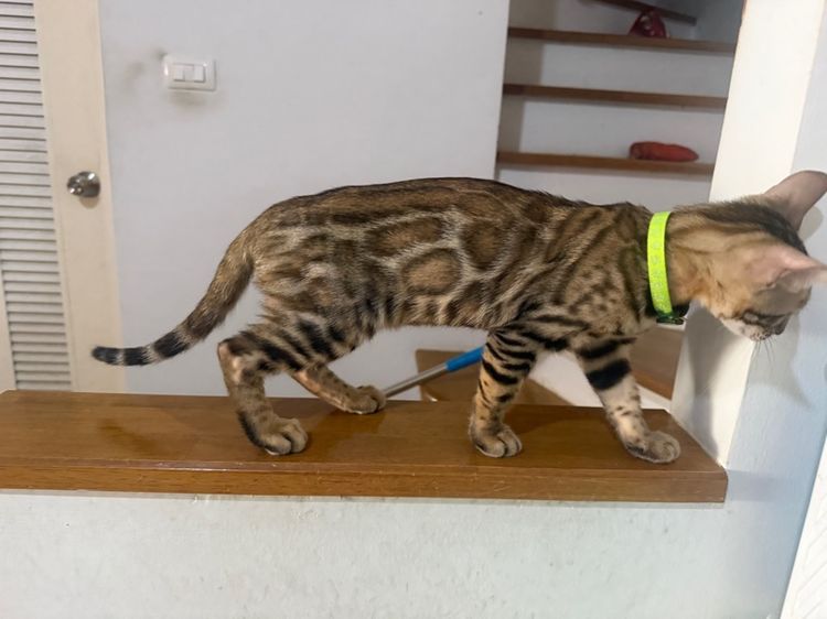 เบงกอลสายพันธุ์แท้ เลือด100 ลายชัดสีไม่ตก  รูปที่ 6