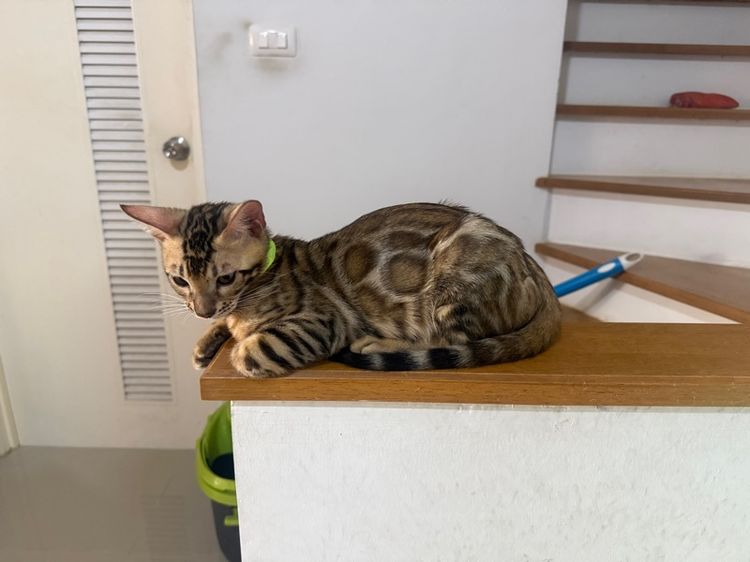 เบงกอลสายพันธุ์แท้ เลือด100 ลายชัดสีไม่ตก  รูปที่ 4