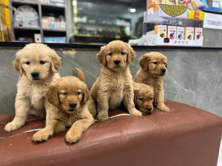 โกลเด้นแท้ เกรดสวย