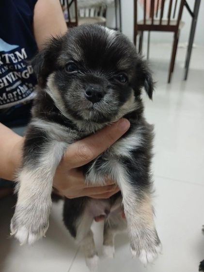 ชิวาวา (Chihuahua) เล็ก สนัข