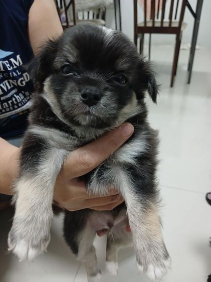 สนัข รูปที่ 2