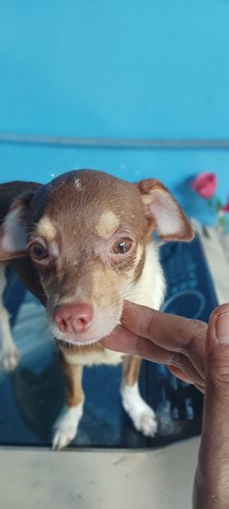 ชิวาวา (Chihuahua) กลาง ชิวาวา(แท้) ราคาพิเศษ