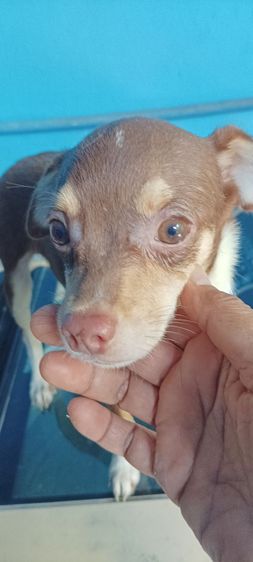 ชิวาวา(แท้) ราคาพิเศษ รูปที่ 3