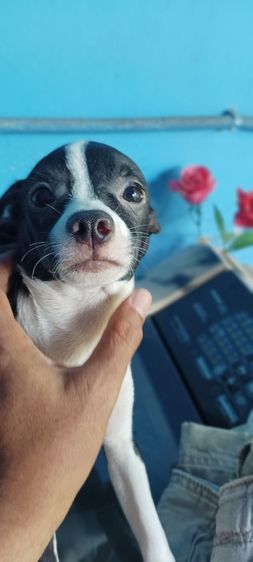 ชิวาวา(แท้) ราคาพิเศษ รูปที่ 5