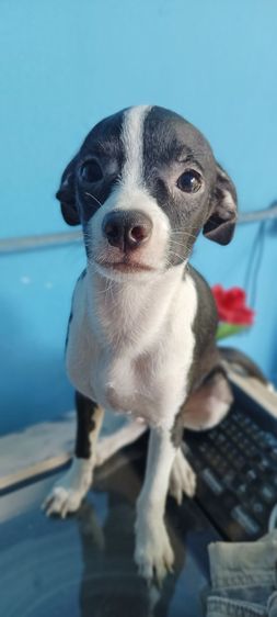 ชิวาวา(แท้) ราคาพิเศษ รูปที่ 7