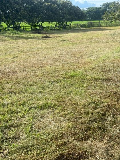 ที่ดินถมแล้วพร้อมสร้างบ้าน รูปที่ 4