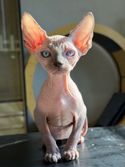 แมวสฟิงซ์ เพศผู้  รูปที่ 3