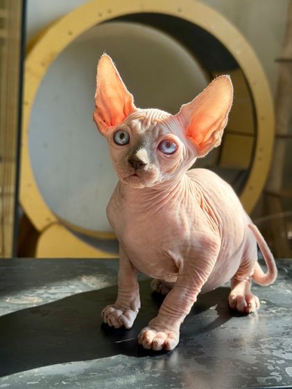 สฟิงซ์ (Sphynx) แมวสฟิงซ์ เพศผู้ 