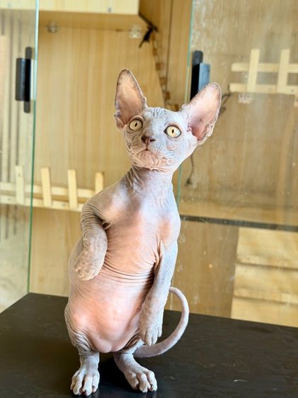 สฟิงซ์ (Sphynx) สฟิงซ์ เพศเมีย 