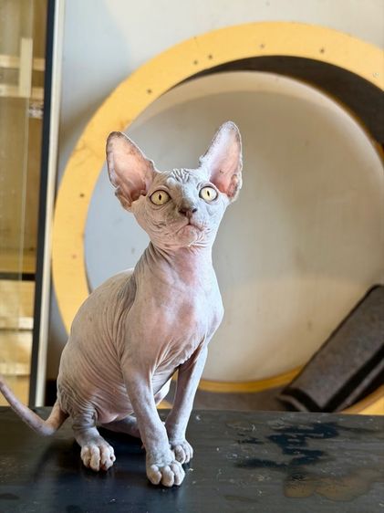 สฟิงซ์ เพศเมีย  รูปที่ 5