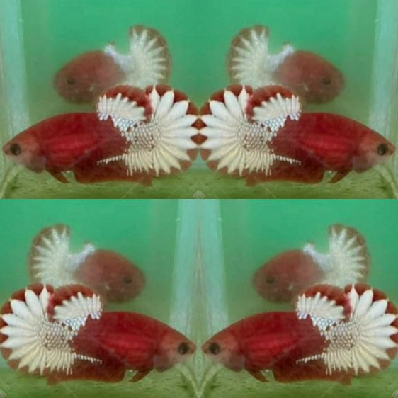 ปลากัด