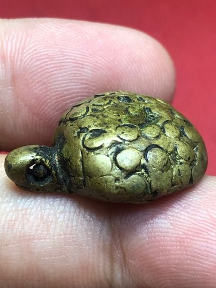 พญาเต่าเรือนพ่อเงิน รูปที่ 5