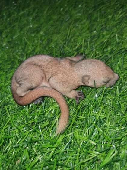 จำหน่ายลูกกระรอกเทาท้องขาว รูปที่ 2