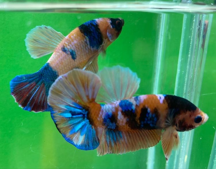 ปลากัดสวยงาม สีนีโม่ กาแล๊คซี่ เครื่องสั้นหางพระจันทร์ครึ่งเสี้ยว (HMPK) รูปที่ 8