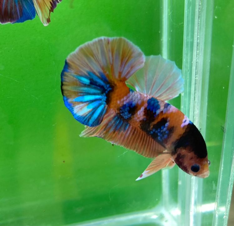 ปลากัดสวยงาม สีนีโม่ กาแล๊คซี่ เครื่องสั้นหางพระจันทร์ครึ่งเสี้ยว (HMPK) รูปที่ 10