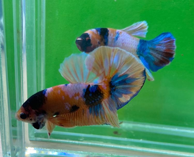 ปลากัดสวยงาม สีนีโม่ กาแล๊คซี่ เครื่องสั้นหางพระจันทร์ครึ่งเสี้ยว (HMPK) รูปที่ 5