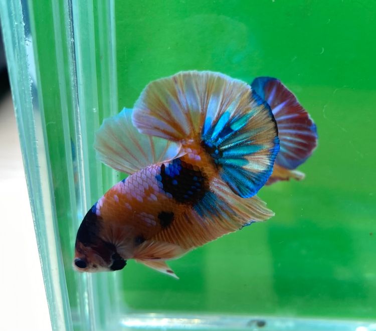 ปลากัดสวยงาม สีนีโม่ กาแล๊คซี่ เครื่องสั้นหางพระจันทร์ครึ่งเสี้ยว (HMPK) รูปที่ 3