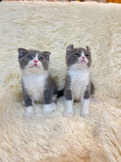 แมวหมูบิน หูพับ รูปที่ 4