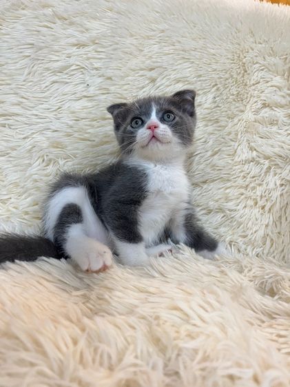 แมวหมูบิน หูพับ รูปที่ 11