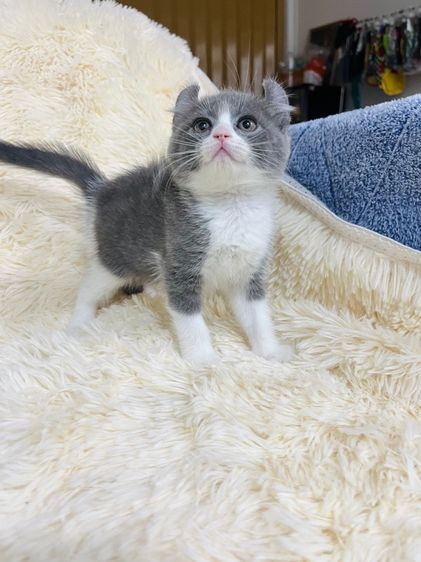 แมวหมูบิน หูพับ รูปที่ 17