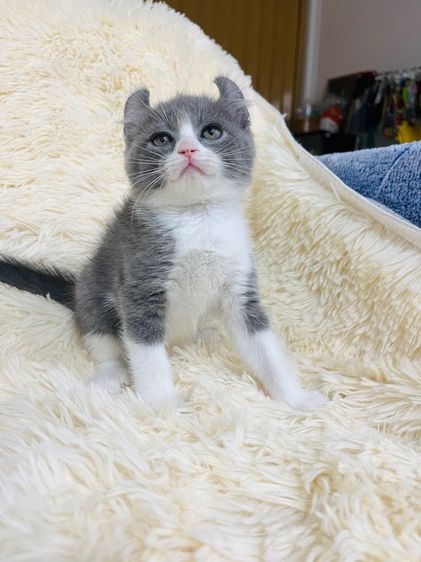 แมวหมูบิน หูพับ รูปที่ 16