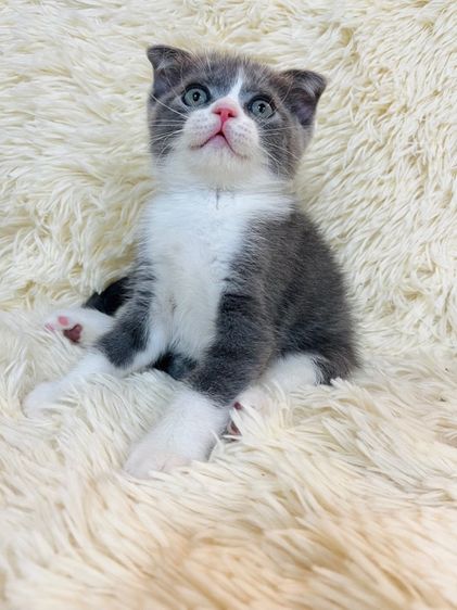 แมวหมูบิน หูพับ รูปที่ 2