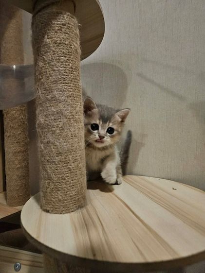 บริติช ชอร์ตแฮร์ (British Shorthair) เด็กชายบริทิช บลูโกลเด้น 