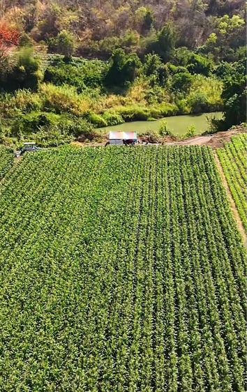 ไม่ใช่ ขายที่ดินติดแม่น้ำป่าสัก วิวเขา 