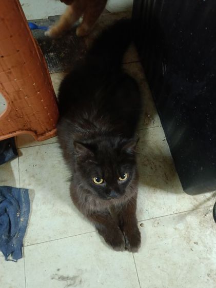 เปอร์แท้รับเองลดได้ค่ะ รูปที่ 6