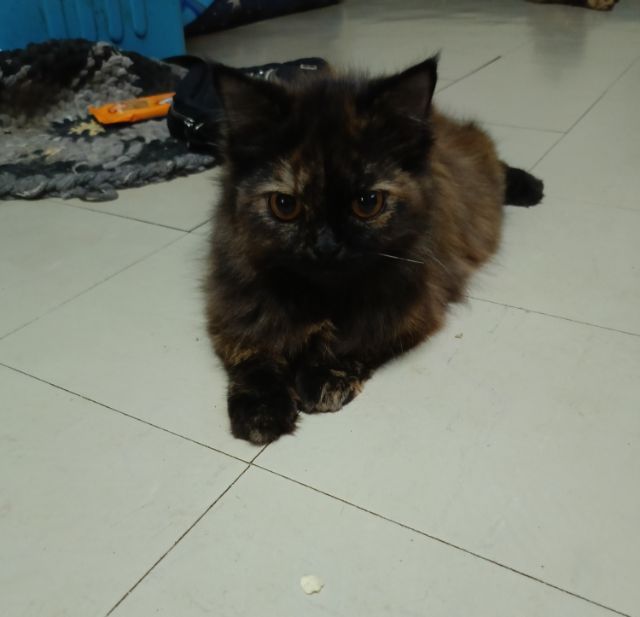 เปอร์แท้รับเองลดได้ค่ะ รูปที่ 4