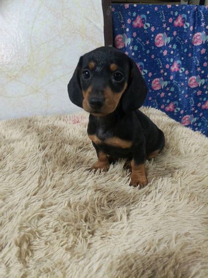 ดัชชุน หลากสี