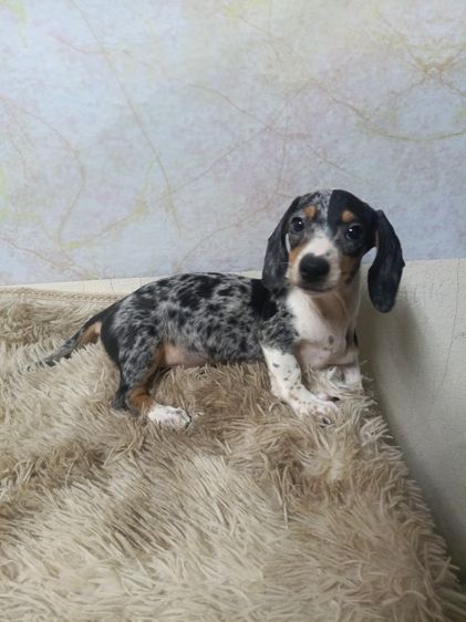 ดัชชุน (Dachshund) กลาง ดัชชุน หลากสี