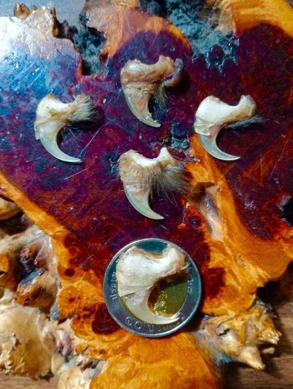  แท้เก่าโบราณสภาพเยี่ยม รูปที่ 7