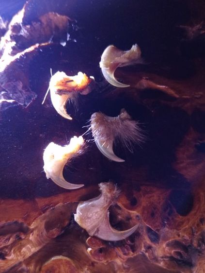  แท้เก่าโบราณสภาพเยี่ยม รูปที่ 4