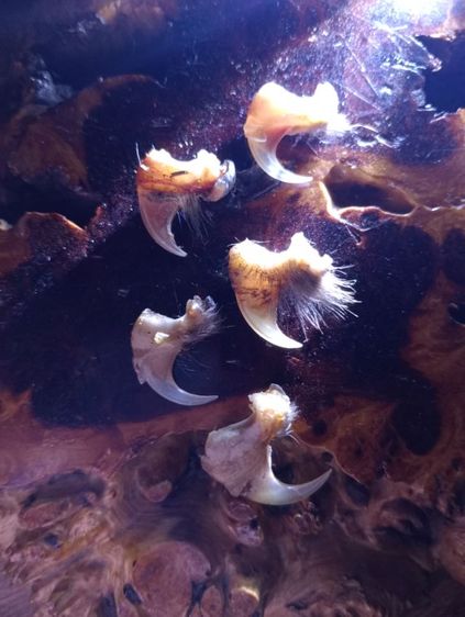  แท้เก่าโบราณสภาพเยี่ยม รูปที่ 8