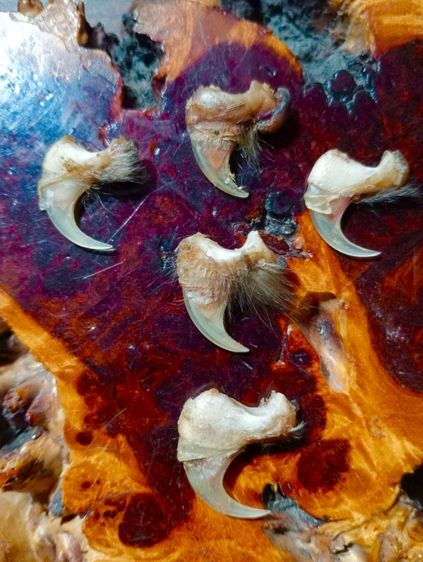  แท้เก่าโบราณสภาพเยี่ยม